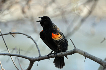 Red Winged Black Bird Calling