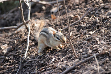 Chipmunk starting to Dig