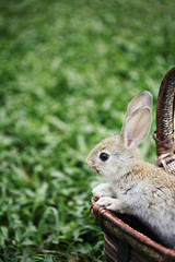 Rabbit in a basket at the park