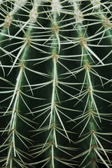 Golden Barrel Cactus (Echinocactus grusonii spines)