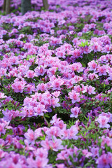 Field of purple Azaleas