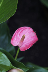 Calla Lily