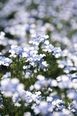Field of blue and white flowers