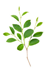 新緑　木の葉　切り抜き素材　白背景