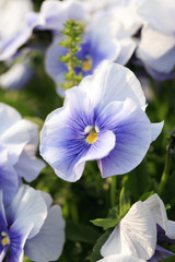 Pansies