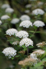 White flowers