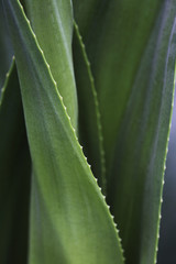 Agave Americana (Century plant)