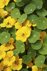 Yellow flowers among leaves