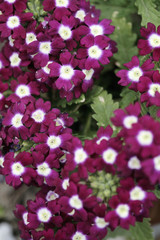 Fototapeta premium Flowers