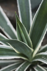 Agave Americana (Century plant)