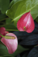 Calla Lily