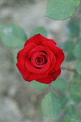 Red rose