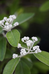 White flowers