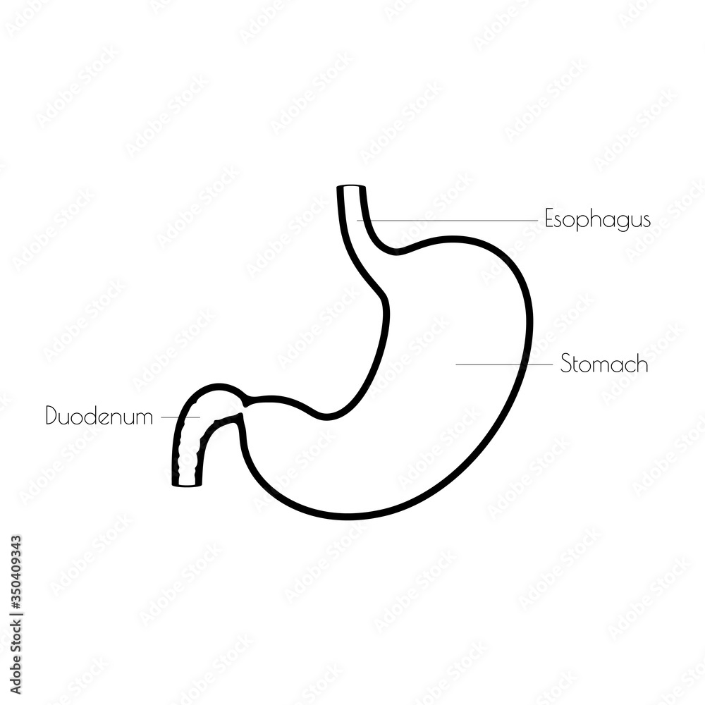 Wall mural Vector isolated illustration of stomach