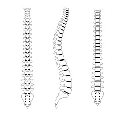 Human spine anatomy vector illustration