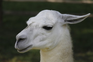 Obraz premium Una llama blanca es vista en un zoológico de Lima