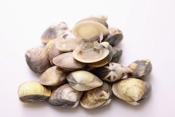 Clams