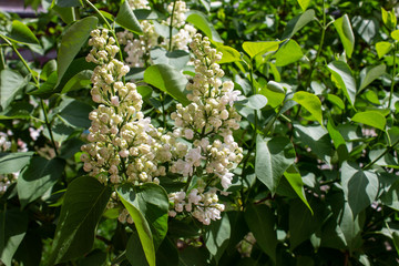 white lilac flowers in the garden in spring