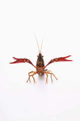 Crayfish