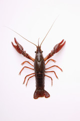 Crayfish