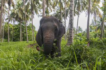 Asian Elephant eating grass under palm trees