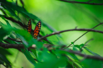 butterfly on leaf