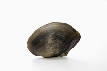 Clam