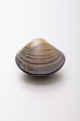 Clam