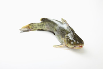 Fototapeta premium Fish