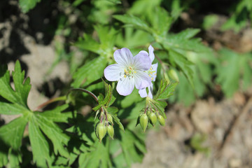 Wild geranium blooms with buds at Harms Woods in Skokie, Illinois