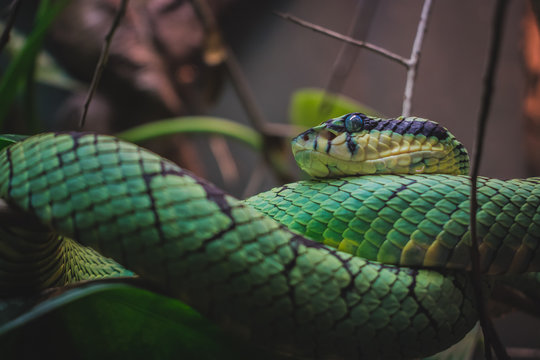 green snake on a tree