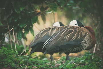 White Faced Whistling Ducks