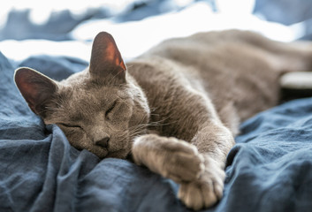 Russian Blue Cat Asleep on Bed close-up