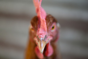Close-Up Headshot of ISA Brown Chicken in Chicken Coop