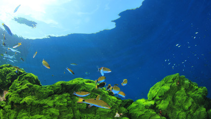 Fototapeta na wymiar Green algae, blue water and fish 