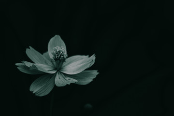 black and white flower