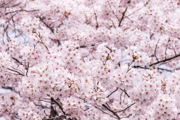 Beautiful blooming cherry blossom [sakura] detail and close up at Springtime is South Korea