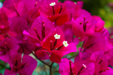 Pink Bugambilia flower summer 1 