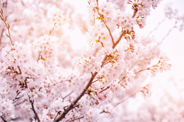 Beautiful blooming cherry blossom [sakura] detail and close up at Springtime is South Korea