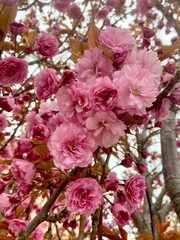 Japanese Cherry Tree in bloom in spring