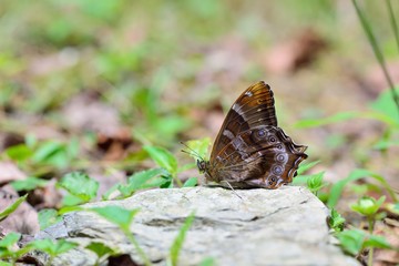 Butterfly from the Taiwan (Zophoessa dura) White tail butterfly 