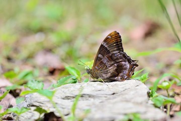 Butterfly from the Taiwan (Zophoessa dura) White tail butterfly 