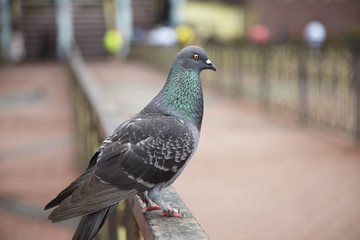 Side view of a pigeon