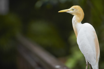 Side view shot of a cattle egret