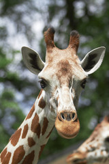 Giraffe looking at the camera