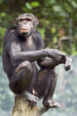 Chimpanzee sitting on a tree trunk