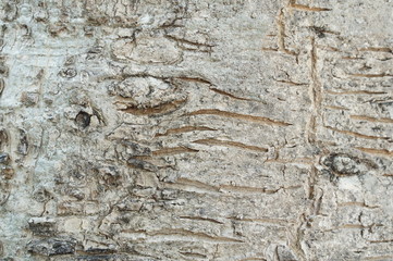 Obraz na płótnie Canvas Gray and brown rough bark from tree tunk background