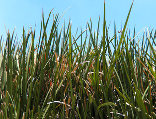 Obraz premium Green grass in blue sky. Grass concept