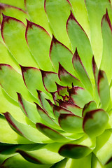 Close-up van verse groene plant