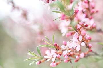 Fototapeta na wymiar Blossoming branch pink almond tree. Bright colorful spring flowers